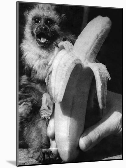 Monkeys and Marmosets, September 1955-null-Mounted Photographic Print