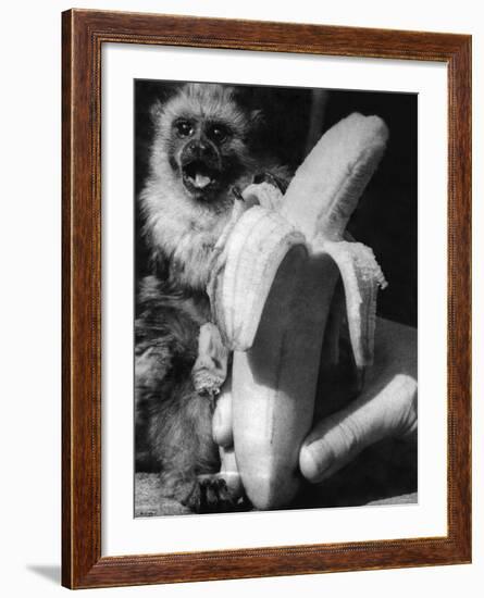 Monkeys and Marmosets, September 1955-null-Framed Photographic Print