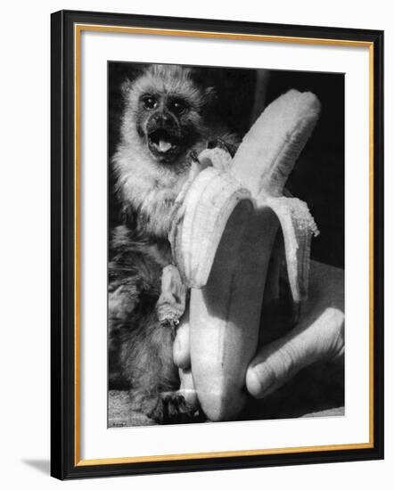 Monkeys and Marmosets, September 1955-null-Framed Photographic Print