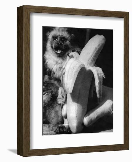 Monkeys and Marmosets, September 1955-null-Framed Photographic Print