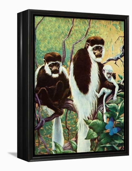 Monkeys - Child Life-Jack Murray-Framed Premier Image Canvas