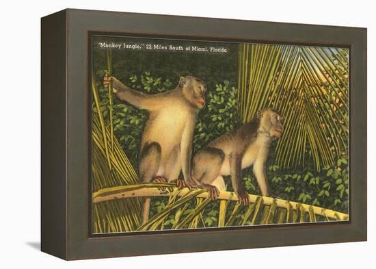 Monkeys, Florida-null-Framed Stretched Canvas