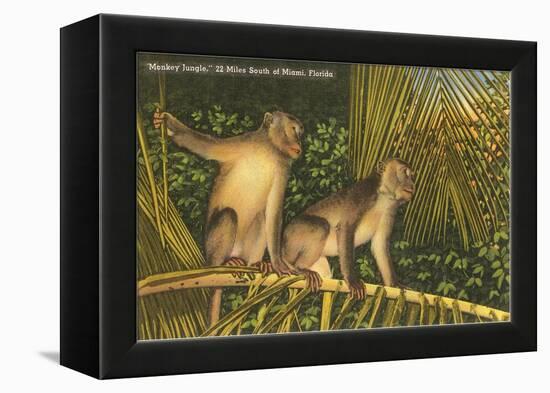 Monkeys, Florida-null-Framed Stretched Canvas