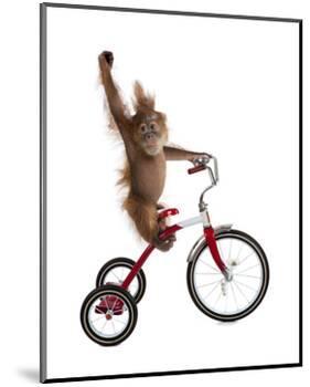 Monkeys Riding Bikes #2-J Hovenstine Studios-Mounted Giclee Print