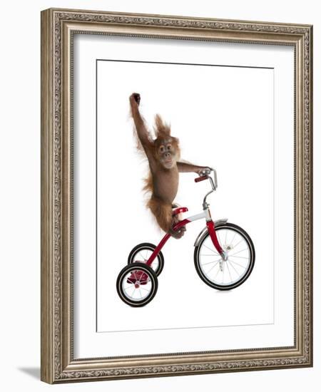 Monkeys Riding Bikes #2-J Hovenstine Studios-Framed Giclee Print