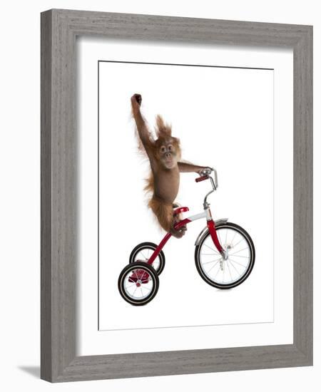 Monkeys Riding Bikes #2-J Hovenstine Studios-Framed Giclee Print