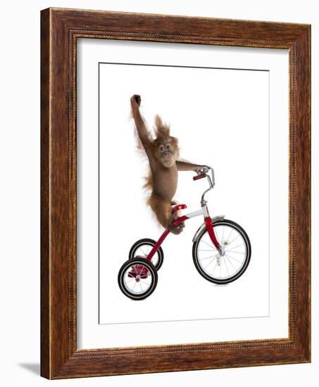 Monkeys Riding Bikes #2-J Hovenstine Studios-Framed Giclee Print