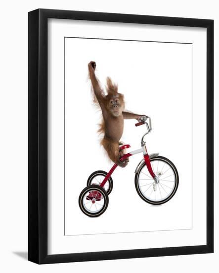 Monkeys Riding Bikes #2-J Hovenstine Studios-Framed Giclee Print