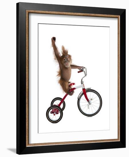 Monkeys Riding Bikes #2-J Hovenstine Studios-Framed Giclee Print