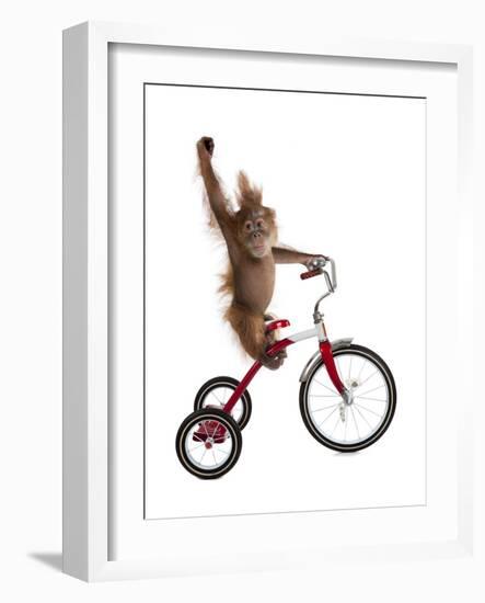 Monkeys Riding Bikes #2-J Hovenstine Studios-Framed Giclee Print