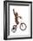 Monkeys Riding Bikes #2-J Hovenstine Studios-Framed Giclee Print