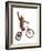 Monkeys Riding Bikes #2-J Hovenstine Studios-Framed Giclee Print