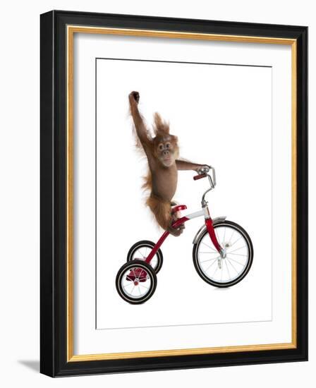 Monkeys Riding Bikes #2-J Hovenstine Studios-Framed Giclee Print