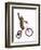 Monkeys Riding Bikes #2-J Hovenstine Studios-Framed Premium Giclee Print