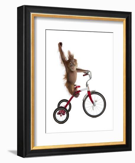 Monkeys Riding Bikes #2-J Hovenstine Studios-Framed Premium Giclee Print