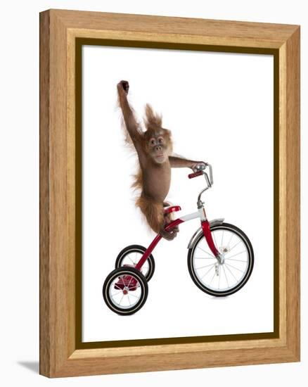 Monkeys Riding Bikes #2-J Hovenstine Studios-Framed Premier Image Canvas