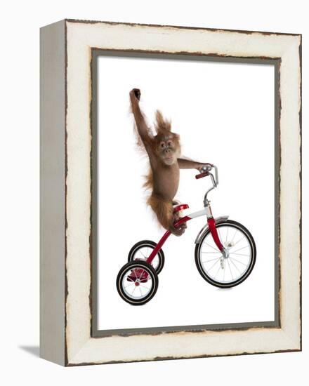 Monkeys Riding Bikes #2-J Hovenstine Studios-Framed Premier Image Canvas