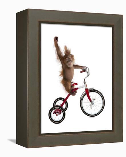 Monkeys Riding Bikes #2-J Hovenstine Studios-Framed Premier Image Canvas