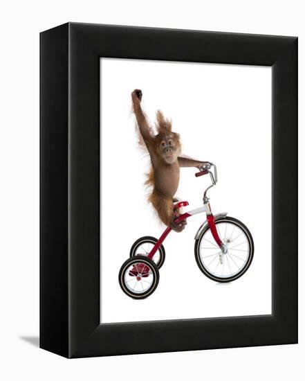 Monkeys Riding Bikes #2-J Hovenstine Studios-Framed Premier Image Canvas