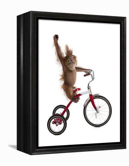 Monkeys Riding Bikes #2-J Hovenstine Studios-Framed Premier Image Canvas