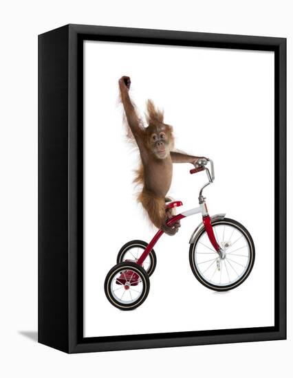 Monkeys Riding Bikes #2-J Hovenstine Studios-Framed Premier Image Canvas