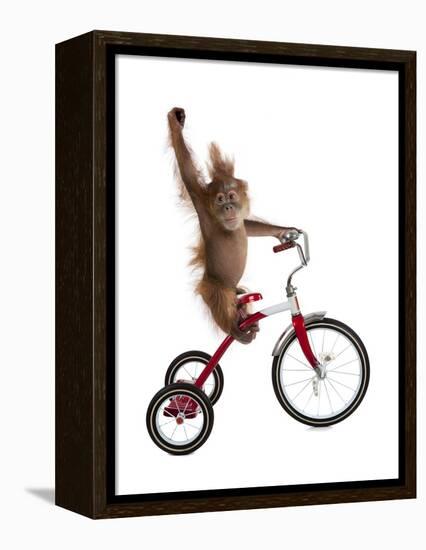 Monkeys Riding Bikes #2-J Hovenstine Studios-Framed Premier Image Canvas