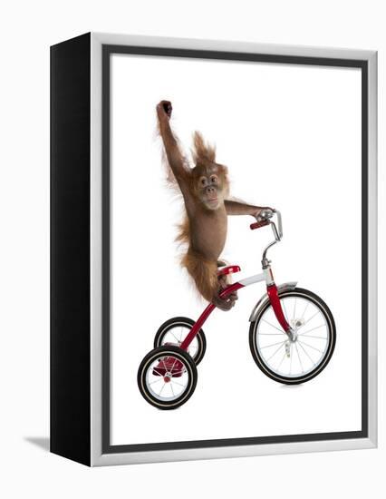 Monkeys Riding Bikes #2-J Hovenstine Studios-Framed Premier Image Canvas