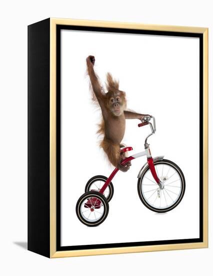 Monkeys Riding Bikes #2-J Hovenstine Studios-Framed Premier Image Canvas