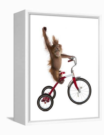 Monkeys Riding Bikes #2-J Hovenstine Studios-Framed Premier Image Canvas