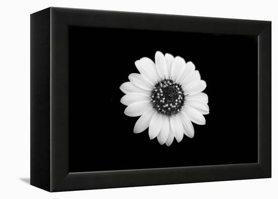 Mono Flora-John Gusky-Framed Premier Image Canvas