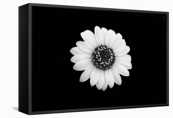 Mono Flora-John Gusky-Framed Premier Image Canvas