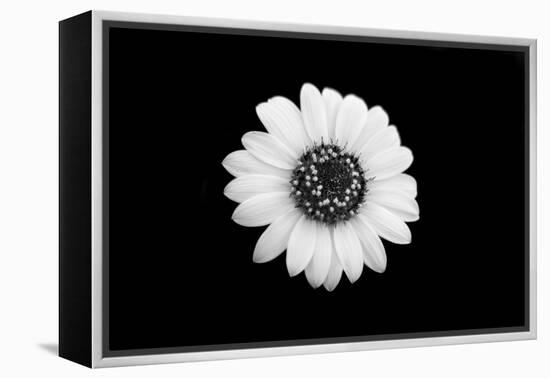 Mono Flora-John Gusky-Framed Premier Image Canvas