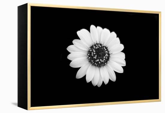 Mono Flora-John Gusky-Framed Premier Image Canvas