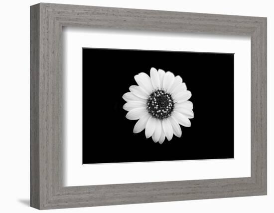 Mono Flora-John Gusky-Framed Photographic Print