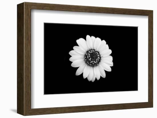 Mono Flora-John Gusky-Framed Photographic Print