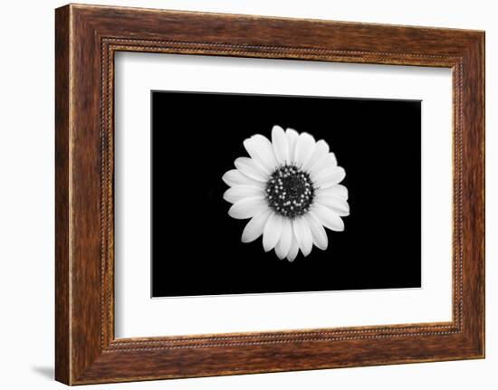 Mono Flora-John Gusky-Framed Photographic Print