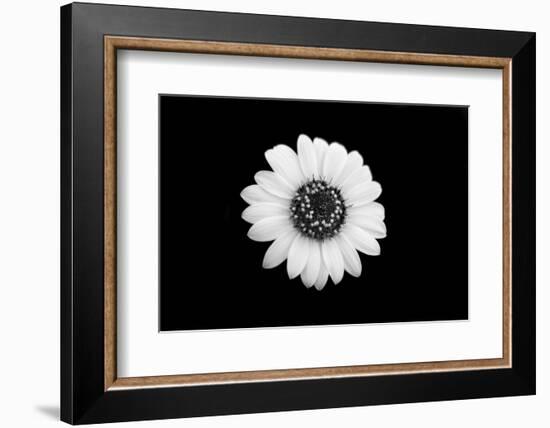 Mono Flora-John Gusky-Framed Photographic Print