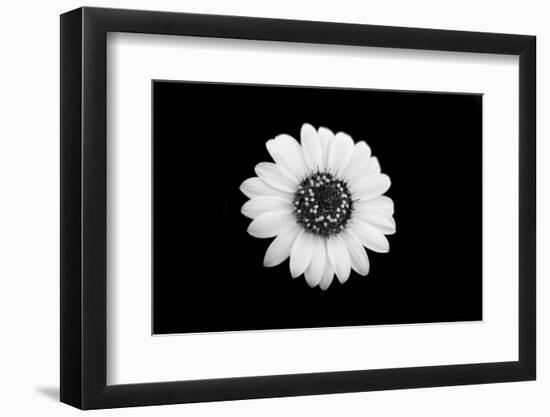 Mono Flora-John Gusky-Framed Photographic Print