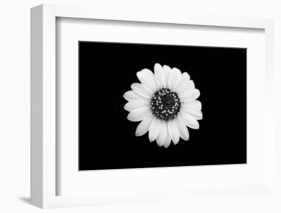 Mono Flora-John Gusky-Framed Photographic Print