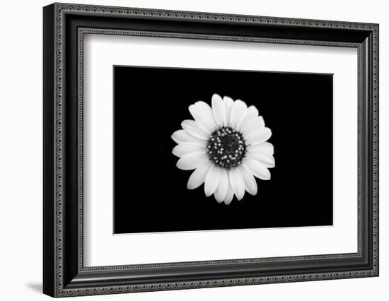 Mono Flora-John Gusky-Framed Photographic Print