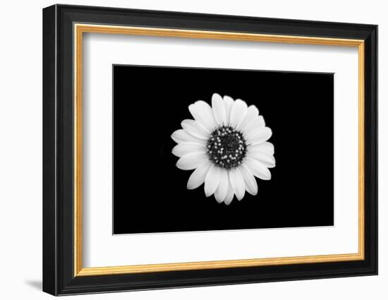 Mono Flora-John Gusky-Framed Photographic Print