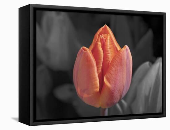 Mono Tulip-Toula Mavridou-Messer-Framed Premier Image Canvas