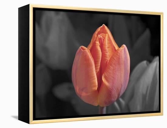 Mono Tulip-Toula Mavridou-Messer-Framed Premier Image Canvas