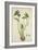 Monochoria Hastaefolia Presl, 1800-10-null-Framed Giclee Print