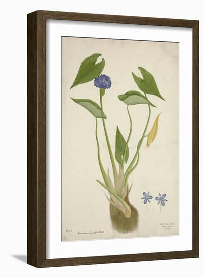 Monochoria Hastaefolia Presl, 1800-10-null-Framed Giclee Print