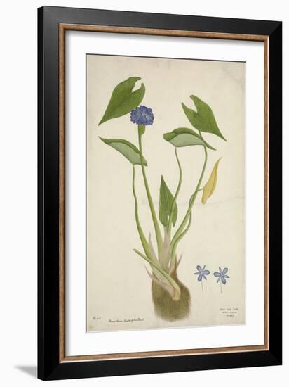 Monochoria Hastaefolia Presl, 1800-10--Framed Giclee Print