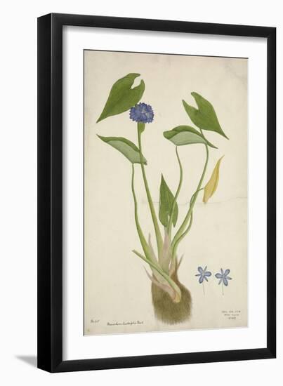 Monochoria Hastaefolia Presl, 1800-10--Framed Giclee Print