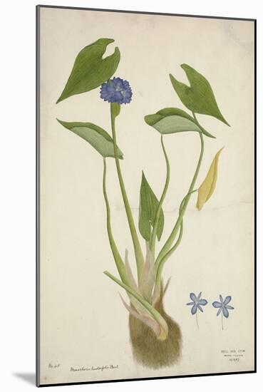 Monochoria Hastaefolia Presl, 1800-10-null-Mounted Giclee Print