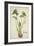 Monochoria Hastaefolia Presl, 1800-10-null-Framed Giclee Print