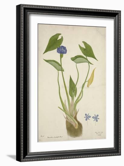 Monochoria Hastaefolia Presl, 1800-10-null-Framed Giclee Print